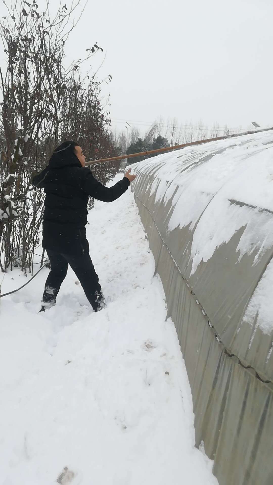 苗木人如何對抗2018暴雪(圖4)